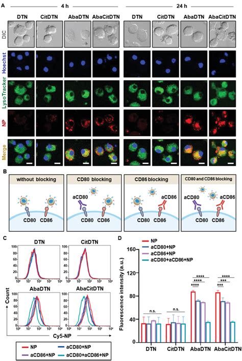 DC targeting and endocytosis of AbaCitDTN via co‐stimulatory molecules ...