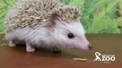 Hedgehog GIFs - Find & Share on GIPHY