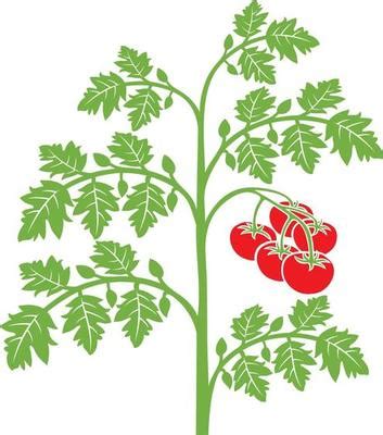 Tomato Plant Vector Art, Icons, and Graphics for Free Download