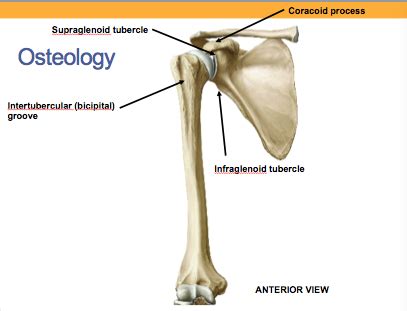 Tubercle Anatomy - Anatomy Reading Source