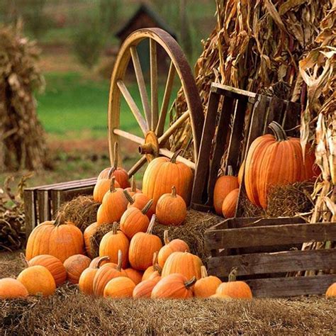 Autumn Farm Pumpkin Backdrops for Party Photography OG-027 – Dbackdrop