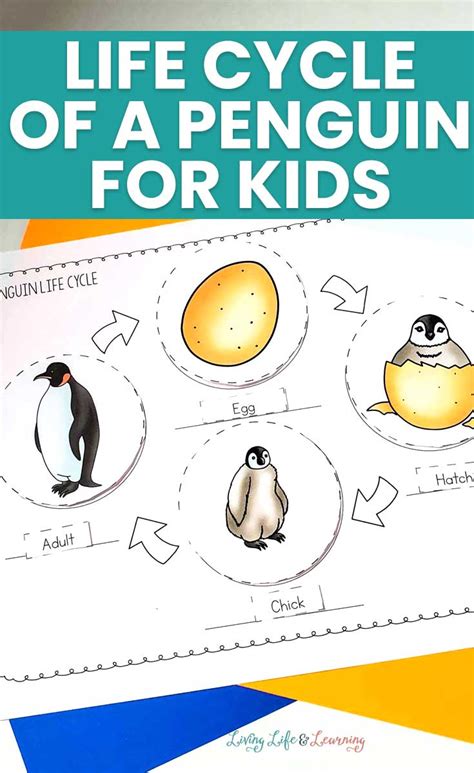 Life Cycle Of A Penguin Activity - Free Worksheets Printable