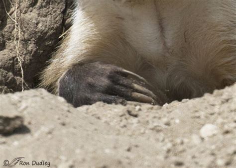 A Previously Unknown Badger Behavior – Feathered Photography