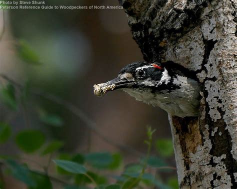 Hairy Woodpecker - East Cascades Audubon Society