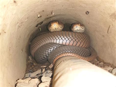 Spitting cobra couple retrieved in Queensburgh | Highway Mail