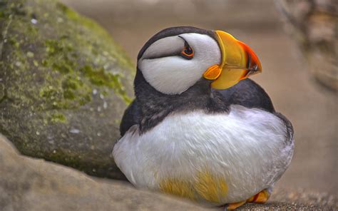 Horned Puffin | Audubon Field Guide