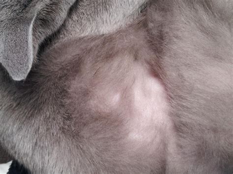 Cat has bald spots on belly and hind legs. Advice? | Cat Forum