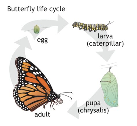 Butterfly Life Cycle For Grade 4 at Devon Vasquez blog