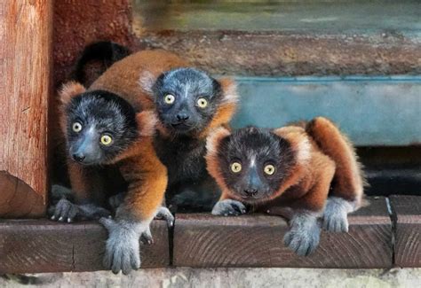 Critically endangered Red-Ruffed Lemurs born at Naples Zoo