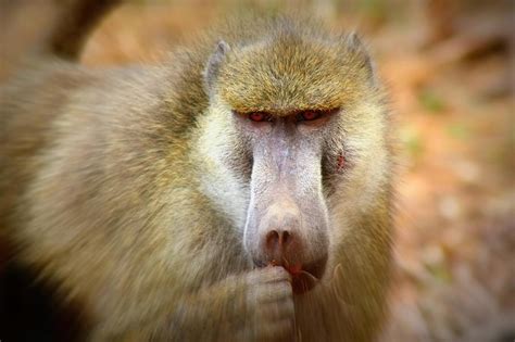 Dominant Male Baboon Photograph by Amanda Stadther - Fine Art America