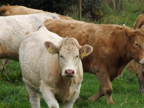 Charolais | The Charolais is a breed of taurine beef cattle … | Flickr