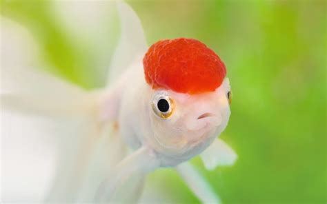 Oranda Goldfish 101: Care Tips, Size, Colors, Lifespan...