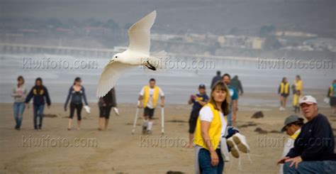 ivory gull | kiwifoto.com