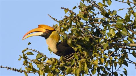 Great hornbills adapting to life in human habitations of southern ...