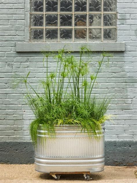 Using Grasses in Containers | Ornamental grasses, Container gardening, Garden design