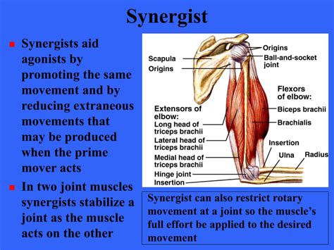 PPT - Muscles of the Body PowerPoint Presentation, free download - ID ...