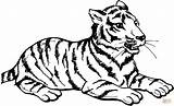 Tiger Sits coloring page  Free Printable Coloring Pages sketch template