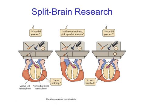 Tropical Synapses: Split Brain Research Fails to Replicate Different ...