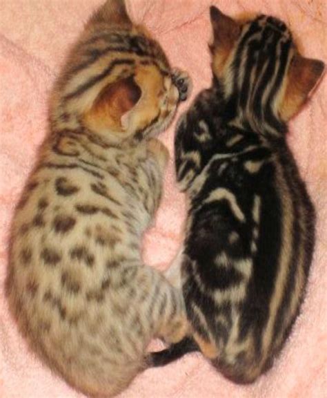 2 baby Bengals. One spotted, one marbled. =)both CUTE | Bengal cat, Bengal kitten, Cats