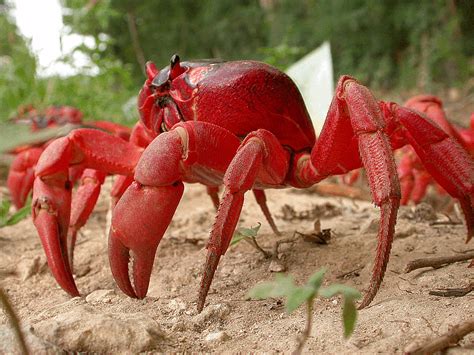 Christmas Island crabs | About crabs | Crabs of Christmas Island | Max ...