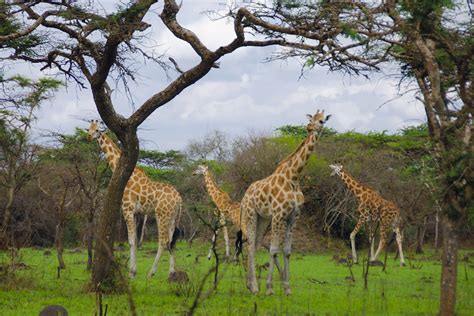 10 Most Beautiful National Parks in Uganda (with Map & Photos) - Touropia