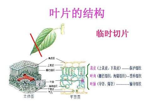 绿色植物的蒸腾作用(好用)_word文档在线阅读与下载_无忧文档