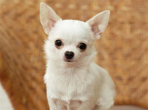 Chihuahua Dog Breed » Information, Pictures, & More