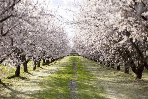 Fresno County Blossom Trail welcomes international visitors - The Feather Online