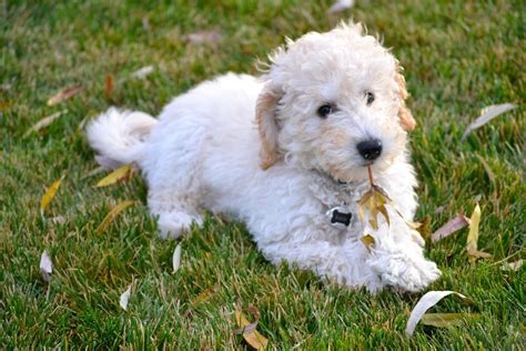 Labradoodle, Labrador Retriever and Poodle Mix - SpockTheDog.com ...