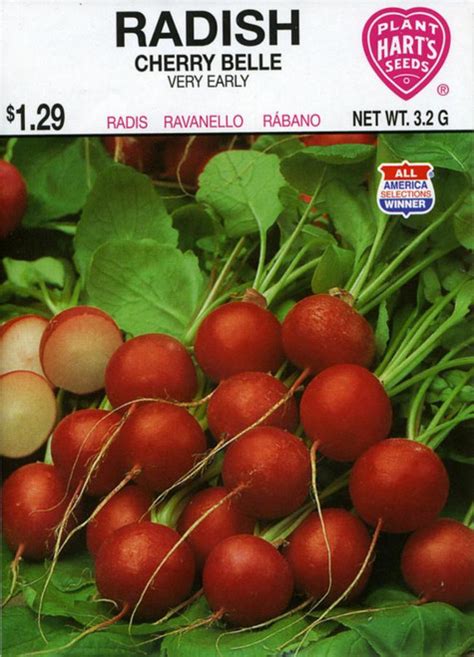 Pack of Radish Seeds | Very Fast Germinating | HST