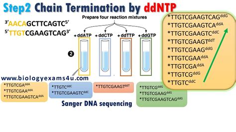 Sanger Sequencing, Dna Polymerase, Dna Molecule, Dna Sequence, Biotechnology, Principles, Explained