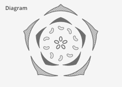 LearnSci LabSim: Floral Diagrams and Floral Formulae