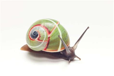 See the diverse beauty of colourful land snails around the world | New Scientist