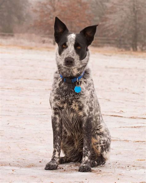 Blue Heeler Aussie Mix Puppies