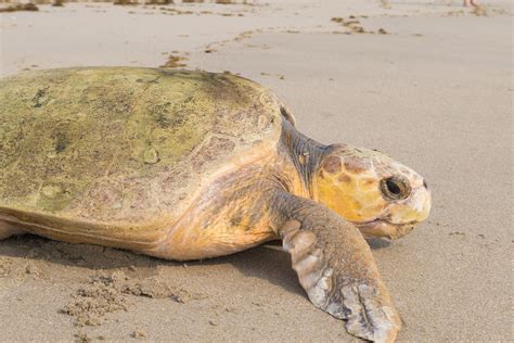 Endangered sea turtles are having a record nesting year on Florida shores | Blogs