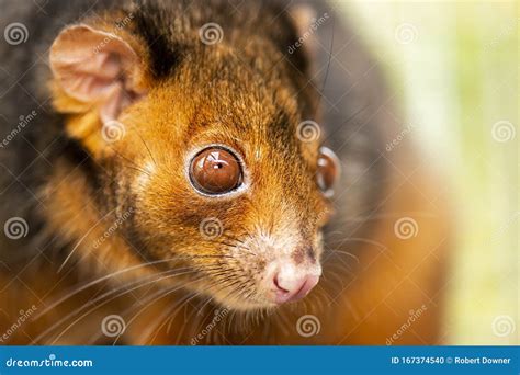 Ring-tailed Possum stock photo. Image of marsupial, queensland - 167374540