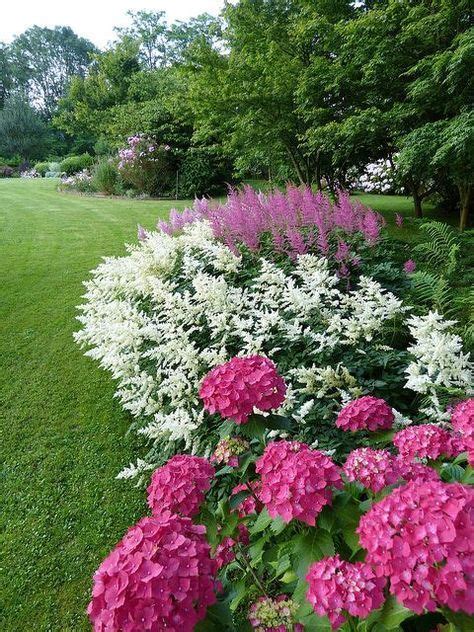 Astilbe | Hydrangea | Perennials | Border garden | Shade plants, Plants, Flower garden