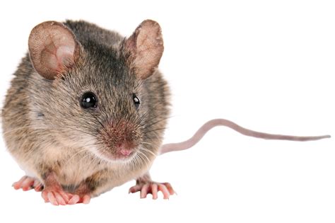 Quick Facts About House Mice from DKS Pest Control