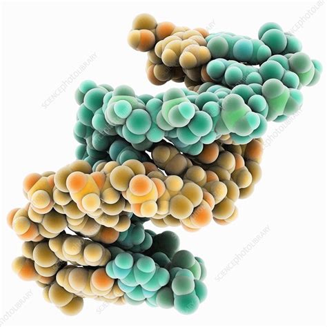 DNA hybrid duplex, molecular model - Stock Image - C014/9625 - Science Photo Library