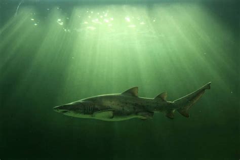 9 facts about ragged-tooth sharks - Africa Geographic