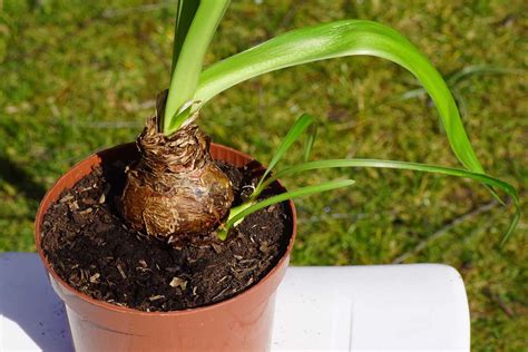 When To Plant Amaryllis Outside?