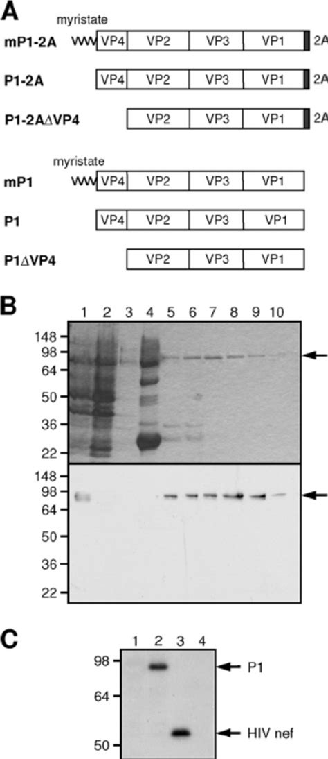 Protease 3C pro purification shown by SDS-PAGE and Coo- | Download Scientific Diagram