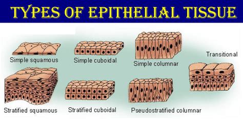 What Does The Epithelial Tissue Consist Of