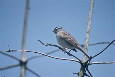 White-crowned Sparrow - Zonotrichia leucophrys | Wildlife Journal Junior