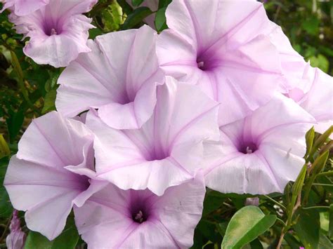 Rare Pink Morning Glory Bush (not vine) Ipomoea carnea - 5 Seeds