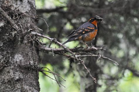 Varied Thrush - Alaska - ZooChat