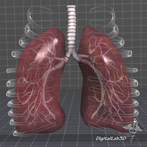 Lungs Anatomy 3D model | CGTrader