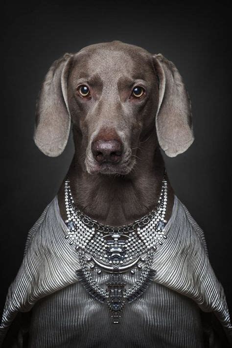 Photographer dresses dogs up in human clothing based on their personalities | Dogs, Dog dresses ...