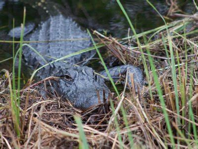 American Alligator (Alligator mississippiensis) - Mississippi Herp Atlas