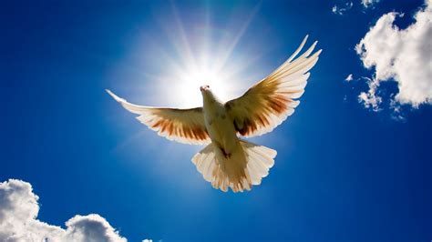 HD Images of Doves - Flying on Blue Sky - HD Wallpapers | Wallpapers ...